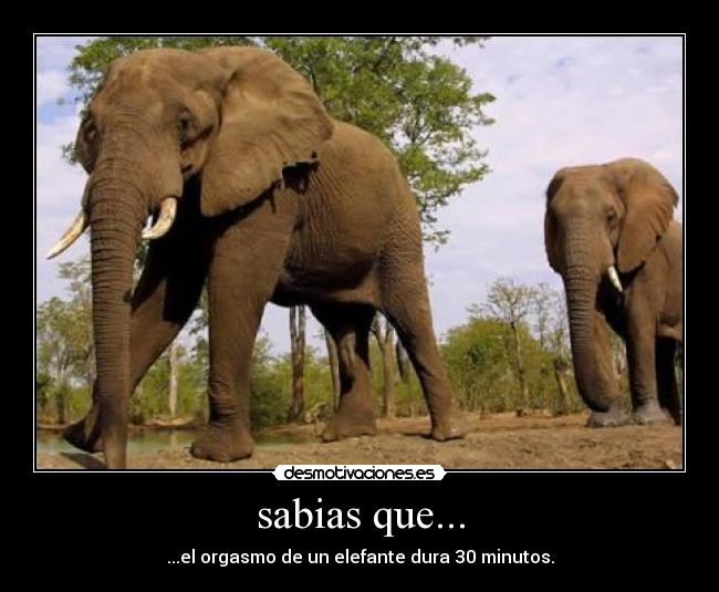 sabias que... - ...el orgasmo de un elefante dura 30 minutos.