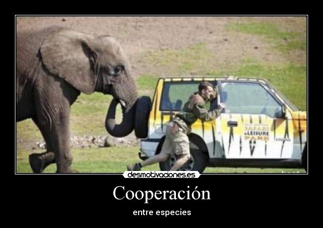 Cooperación -