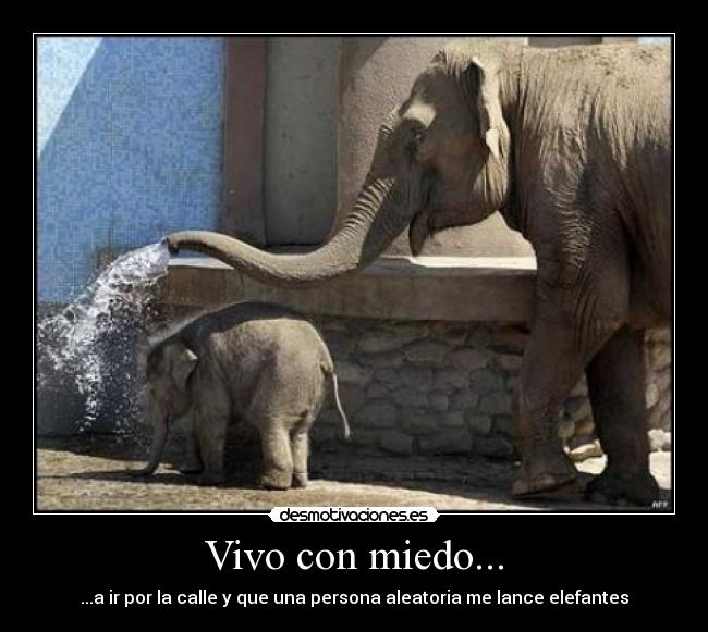 Vivo con miedo... - ...a ir por la calle y que una persona aleatoria me lance elefantes