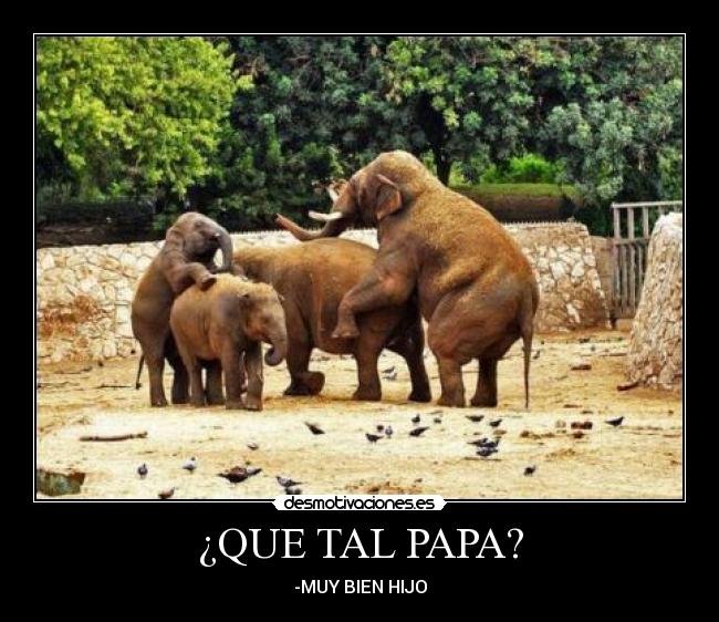 ¿QUE TAL PAPA? -