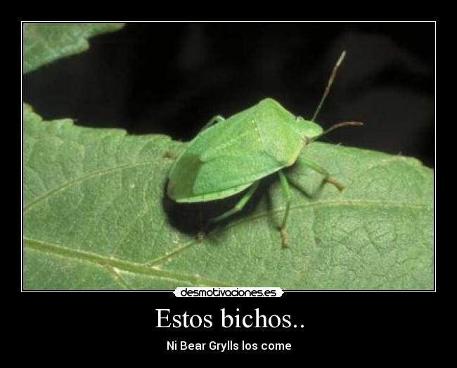 Estos bichos.. -