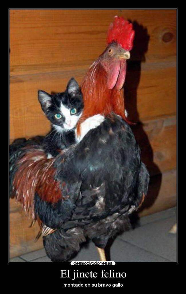 carteles montado bravo gallo desmotivaciones