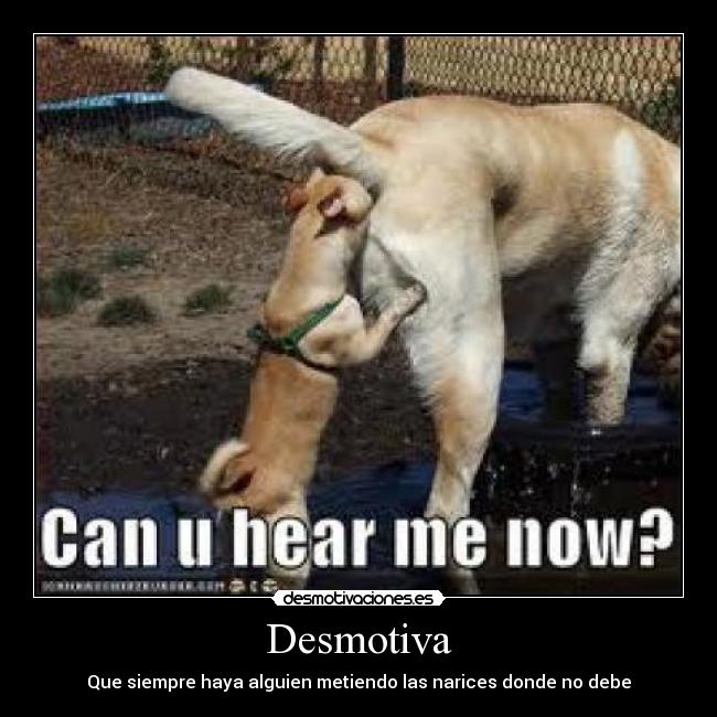Desmotiva - Que siempre haya alguien metiendo las narices donde no debe