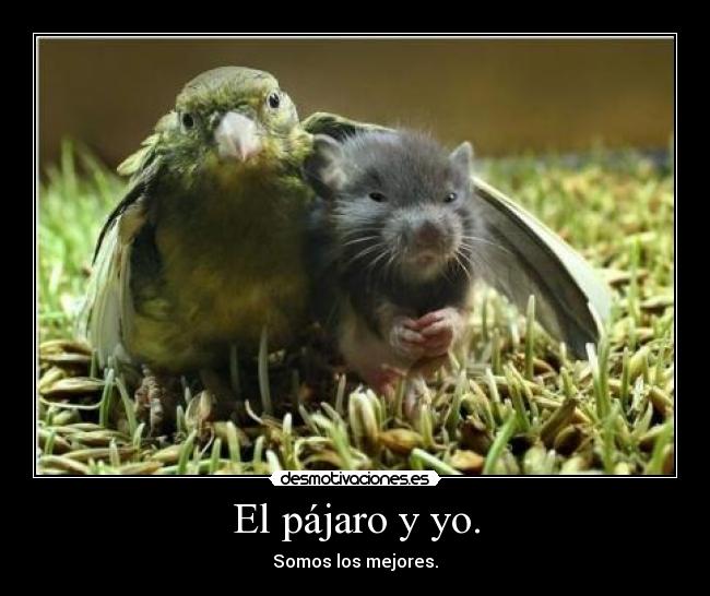 El pájaro y yo. - Somos los mejores.