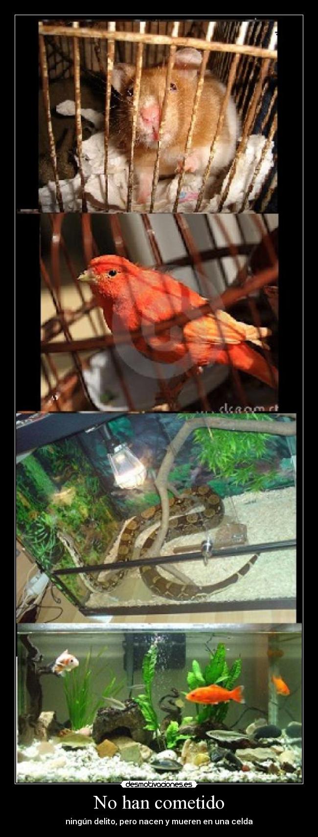 carteles cometido delito nacen mueren desmotivaciones