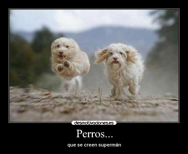 Perros... - 