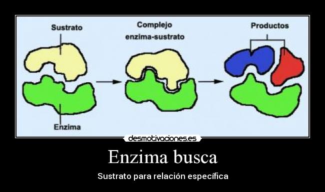 Enzima busca - Sustrato para relación específica