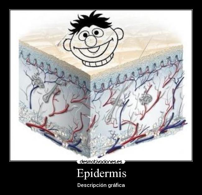 Epidermis -