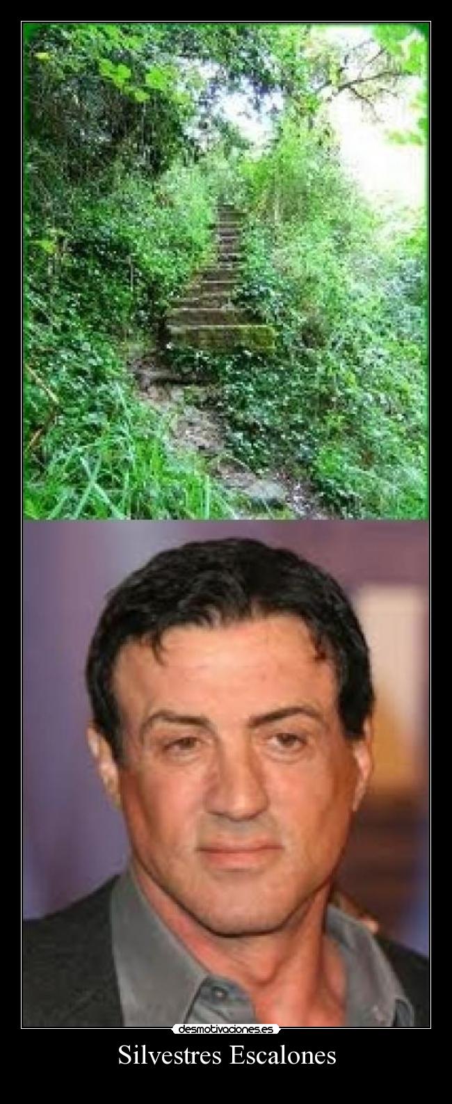 Silvestres Escalones - 