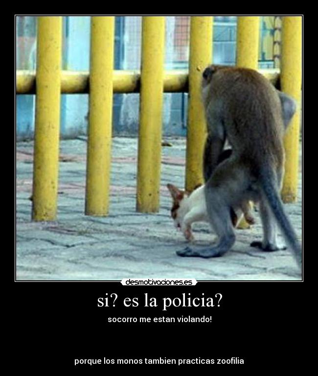 si? es la policia? - socorro me estan violando!
porque los monos tambien practicas zoofilia