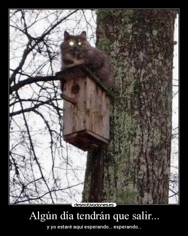Algún día tendrán que salir... - 