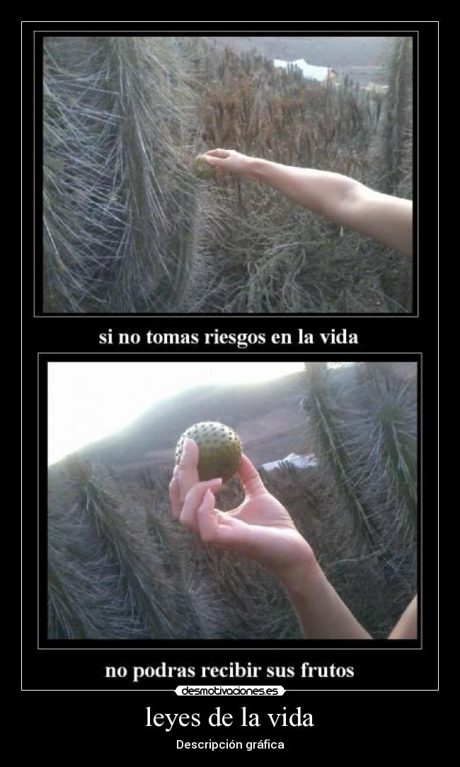 leyes de la vida - Descripción gráfica