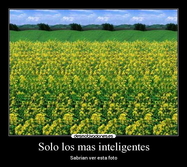 Solo los mas inteligentes - Sabrian ver esta foto