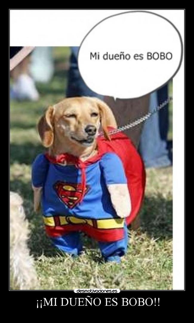 ¡¡MI DUEÑO ES BOBO!! -