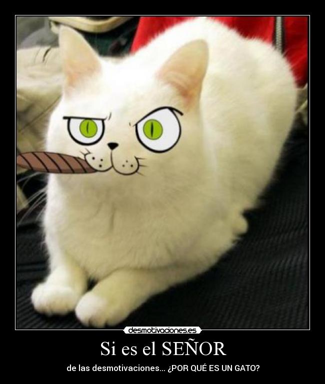 Si es el SEÑOR - de las desmotivaciones... ¿POR QUÉ ES UN GATO?