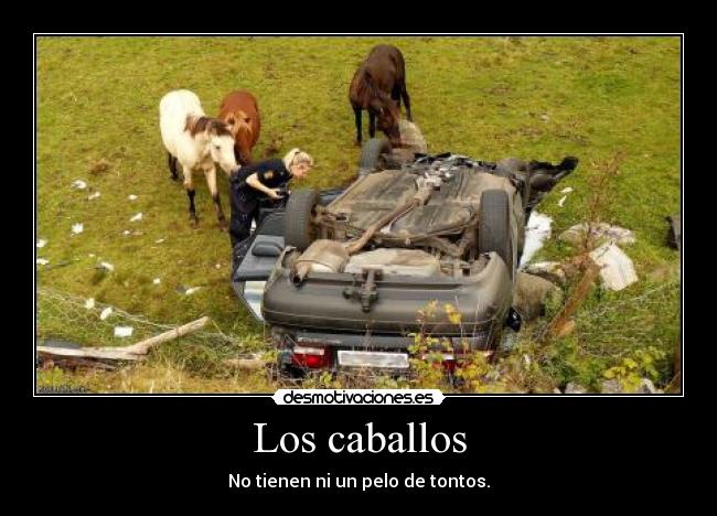 Los caballos - No tienen ni un pelo de tontos.