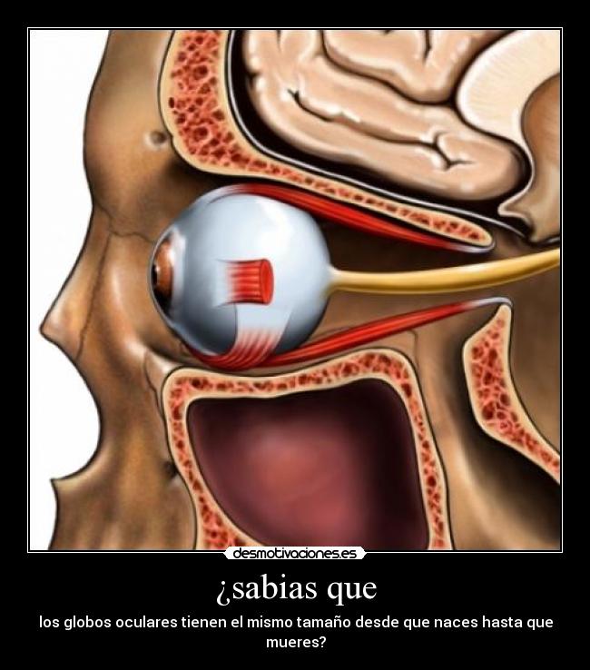 ¿sabias que - los globos oculares tienen el mismo tamaño desde que naces hasta que mueres?