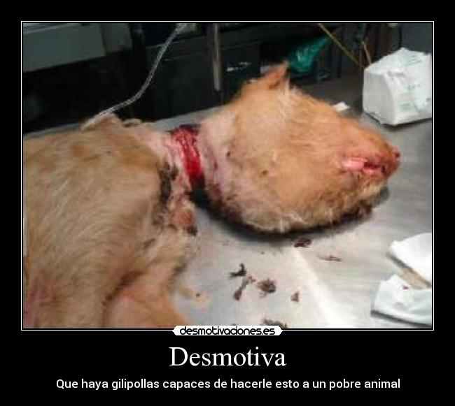 carteles desmotiva gilipollas animal desmotivaciones