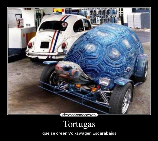 Tortugas -