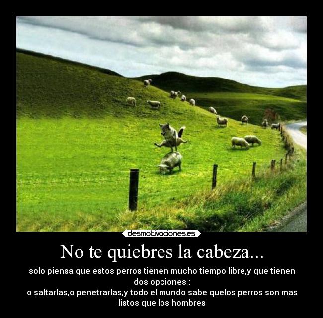 No te quiebres la cabeza... - solo piensa que estos perros tienen mucho tiempo libre,y que tienen
dos opciones :
o saltarlas,o penetrarlas,y todo el mundo sabe quelos perros son mas
listos que los hombres