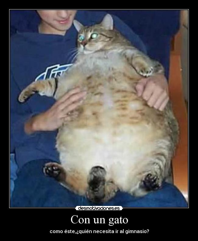 Con un gato -