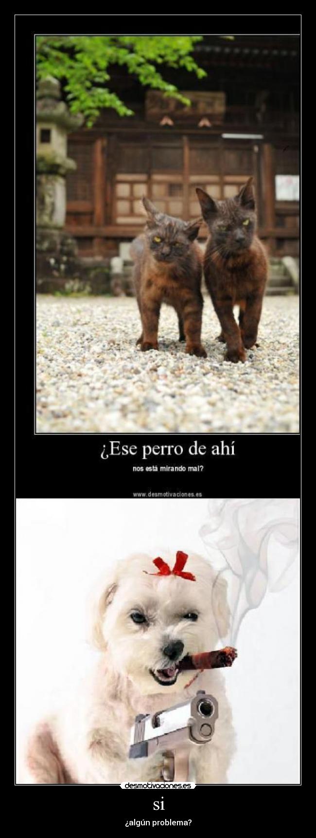 carteles perro peleon pistola desmotivaciones
