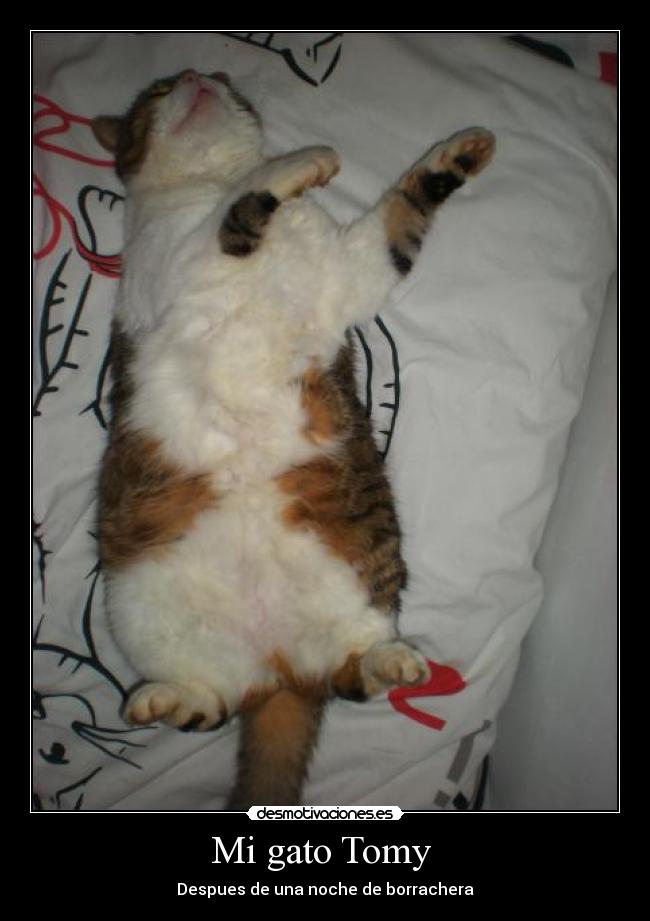 Mi gato Tomy -