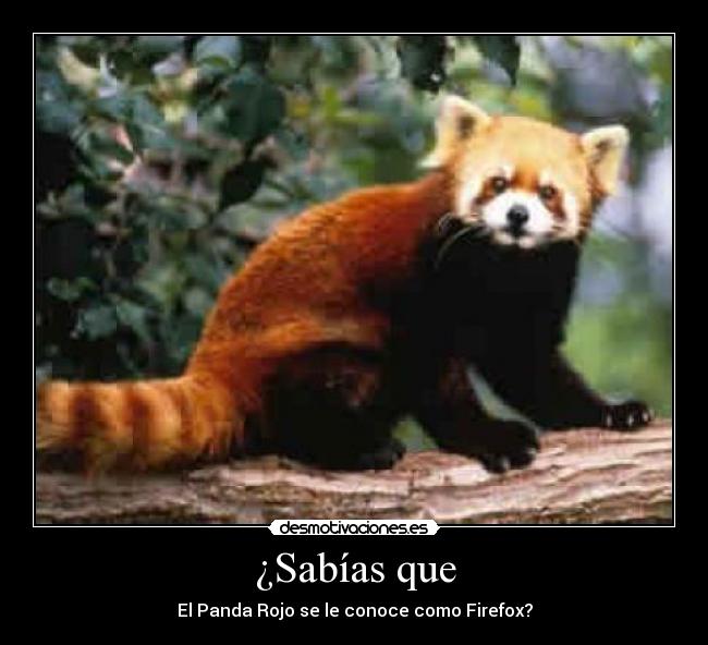 ¿Sabías que - El Panda Rojo se le conoce como Firefox?