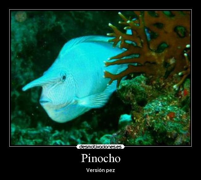 Pinocho - 