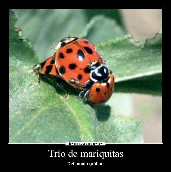 Trío de mariquitas -