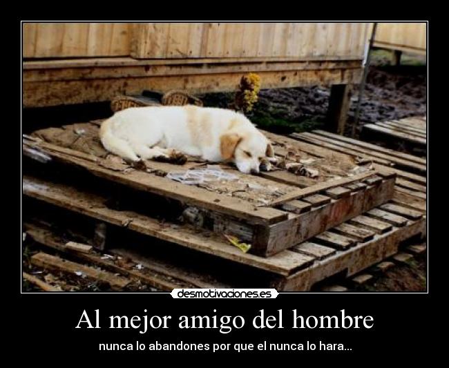 carteles perro desmotivaciones