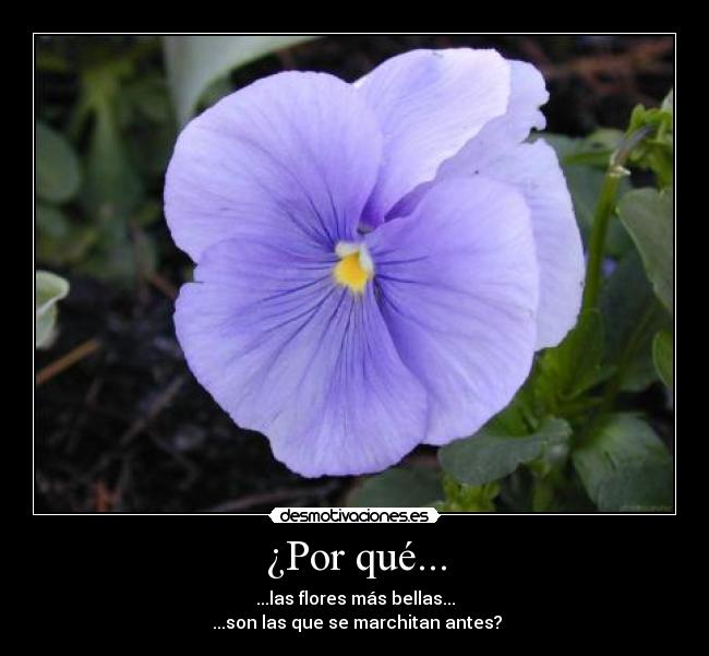 ¿Por qué... - ...las flores más bellas...
...son las que se marchitan antes?