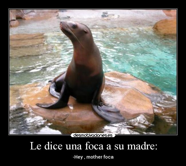 Le dice una foca a su madre: - -Hey , mother foca