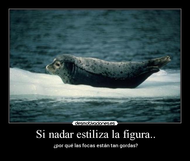 Si nadar estiliza la figura.. -  ¿por qué las focas están tan gordas?

