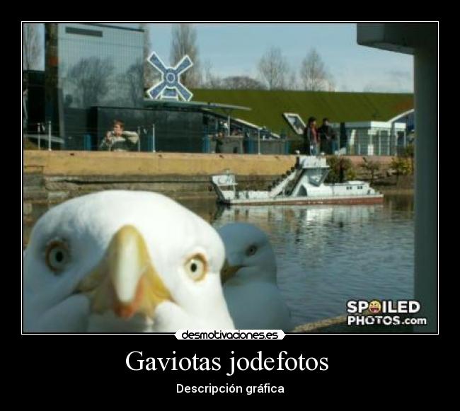 Gaviotas jodefotos  - Descripción gráfica