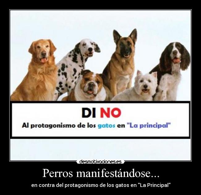 Perros manifestándose... - 