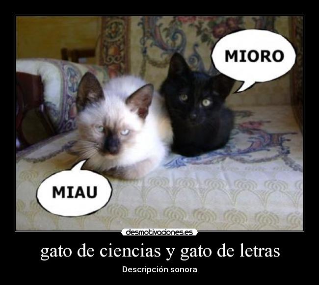 gato de ciencias y gato de letras - 