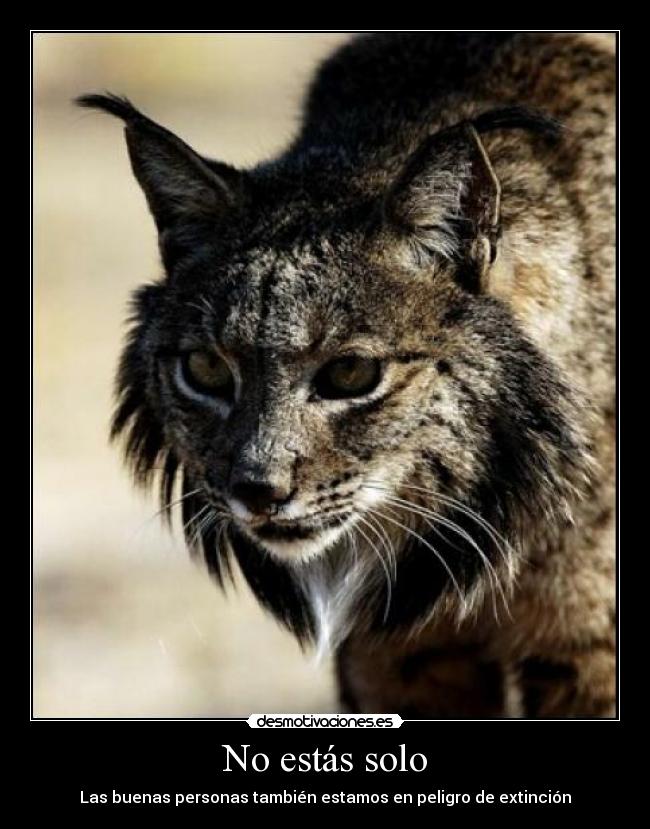 carteles lince extincion desmotivaciones