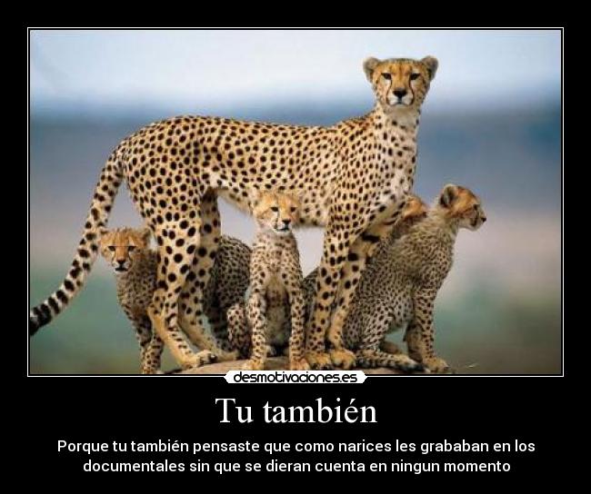 Tu también - Porque tu también pensaste que como narices les grababan en los
documentales sin que se dieran cuenta en ningun momento