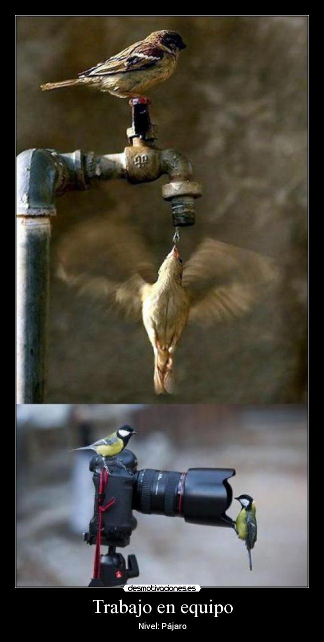 Trabajo en equipo -