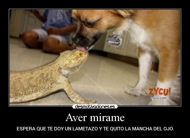 Aver mirame - ESPERA QUE TE DOY UN LAMETAZO Y TE QUITO LA MANCHA DEL OJO.