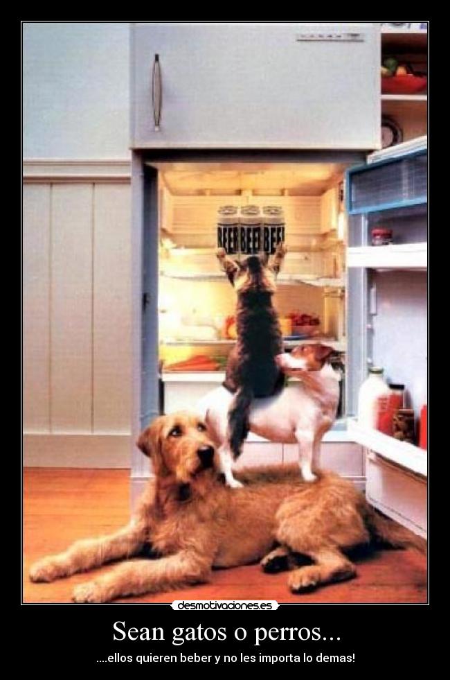 Sean gatos o perros... - ....ellos quieren beber y no les importa lo demas!