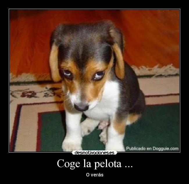 Coge la pelota ... - O verás