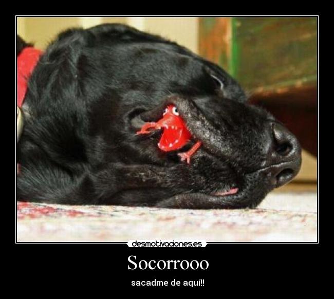 Socorrooo - sacadme de aquí!!