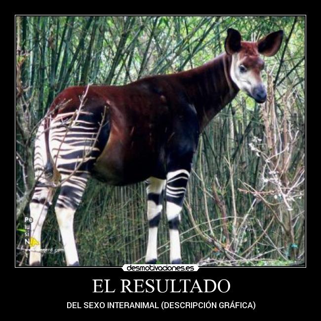 EL RESULTADO - DEL SEXO INTERANIMAL (DESCRIPCIÓN GRÁFICA)