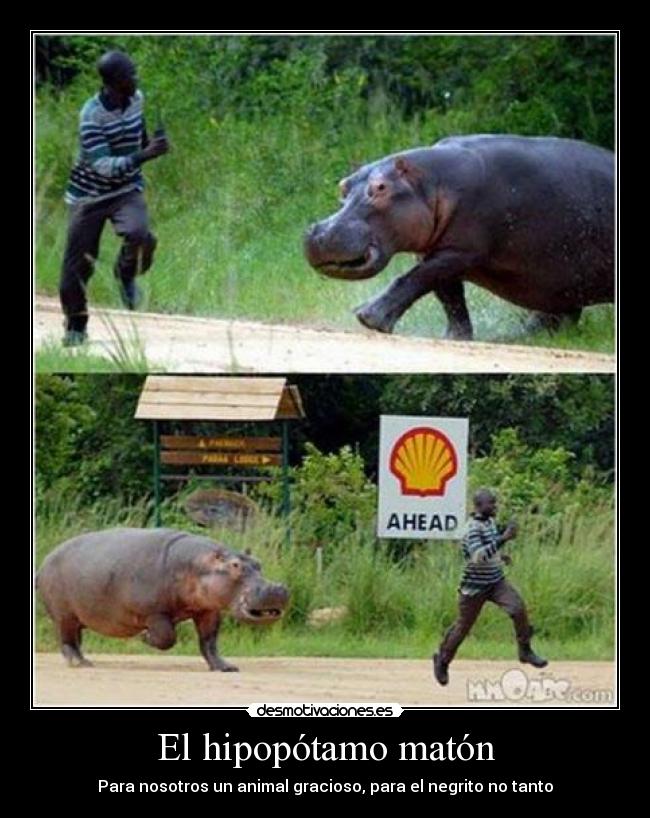 carteles hipopotamo maton desmotivaciones