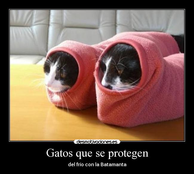 Gatos que se protegen - del frío con la Batamanta