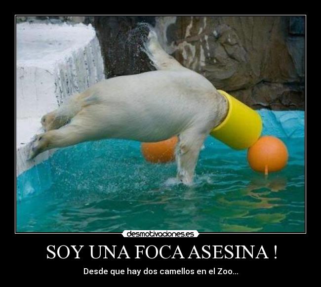 SOY UNA FOCA ASESINA ! - Desde que hay dos camellos en el Zoo...