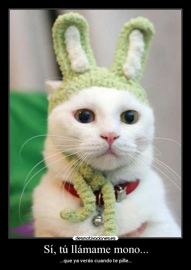 carteles gatosmono orejas desmotivaciones