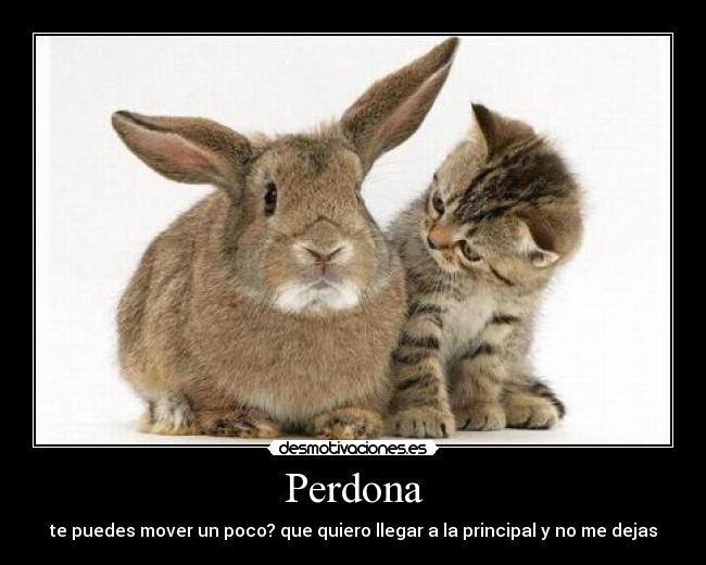 Perdona - te puedes mover un poco? que quiero llegar a la principal y no me dejas